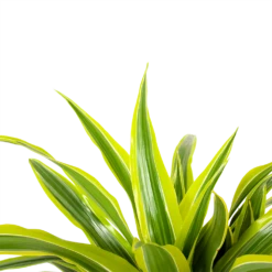 Dracaena Lemon Lime - Op Stam - Drakenbloedboom - P21 H100 - Kamerplant -Plantenboeket Winkel dracaena lemon lime op stam drakenbloedboom p21 h100 6 1