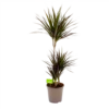 Dracaena Marginata Magenta - Op Stam - Drakenbloedboom-p24 H120 - Kamerplant -Plantenboeket Winkel dracaena marginata magenta drakenbloedboom p24 h100 4