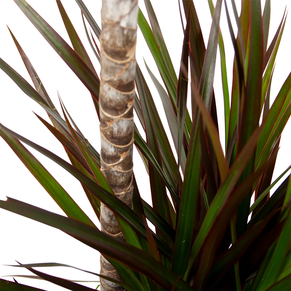 Dracaena Marginata Magenta - Op Stam - Drakenbloedboom-p24 H120 - Kamerplant 4 Dracaena Marginata Magenta - Op Stam - Drakenbloedboom-p24 H120 - Kamerplant - Afbeelding 2