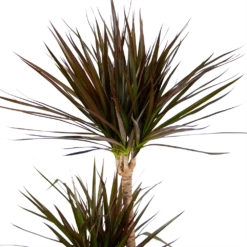 Dracaena Marginata Magenta - Op Stam - Drakenbloedboom - P24 H140 - Kamerplant -Plantenboeket Winkel dracaena marginata magenta op stam drakenbloedboom p24 h140 kamerplant 4