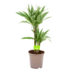 Dracaena White Stripe - Op Stam - Drakenbloedboom - P17 H65 - Kamerplant 2 Dracaena White Stripe - Op Stam - Drakenbloedboom - P17 H65 - Kamerplant -Plantenboeket Winkel dracaena white stripe drakenbloedboom p17 h55 4