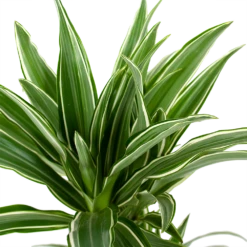 Dracaena White Stripe - Op Stam - Drakenbloedboom - P17 H65 - Kamerplant -Plantenboeket Winkel dracaena white stripe drakenbloedboom p17 h55 5