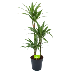 Plantenboeket Winkel 6 Dracaena White Stripe - Op Stam - Drakenbloedboom - P21 H100 - Kamerplant