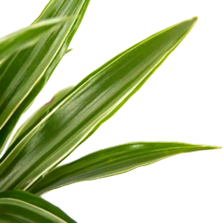 Dracaena White Stripe - Op Stam - Drakenbloedboom - P21 H100 - Kamerplant -Plantenboeket Winkel dracaena white stripe op stam drakenbloedboom p21 h100 6 1