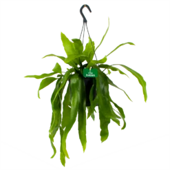 Epiphyllum Pumilum - In Hangpot - P17 H40 - Kamerplant