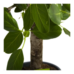 Ficus Benghalensis Audrey Op Stam - Groene Vijg - P31 H120 - Kamerplant -Plantenboeket Winkel ficus benghalensis audrey op stam groene vijg p31 h120 4