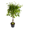 Ficus Benjamina Exotica Op Gevlochten Stam - Treurvijg - P24 H100 - Kamerplant 2 Ficus Benjamina Exotica Op Gevlochten Stam - Treurvijg - P24 H100 - Kamerplant -Plantenboeket Winkel ficus benjamina exotica op gevlochten stam treurvijg p24 h100 1
