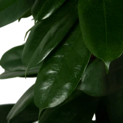 Ficus Cyathistipula - Groene Vijg - Op Zuil - P29 H150 - Kamerplant -Plantenboeket Winkel ficus cyathistipula groene vijg op zuil p29 h150 5