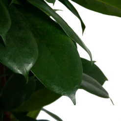 Ficus Cyathistipula - Groene Vijg - Op Zuil - P29 H150 - Kamerplant -Plantenboeket Winkel ficus cyathistipula groene vijg op zuil p29 h150 6
