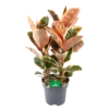 Ficus Elastica Belize - Rubberboom - P27 H100 - Kamerplant -Plantenboeket Winkel ficus elastica belize rubberboom p27 h100 1