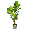 Ficus Lyrata Vertakt - Tabaksplant - P24 H130 - Kamerplant -Plantenboeket Winkel ficus lyrata tabaksplant p24 h130 1 3