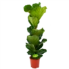 Ficus Lyrata - Tabaksplant - Toef - P21 H90 - Kamerplant -Plantenboeket Winkel ficus lyrata tabaksplant toef p21 h90 1 1