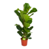Ficus Lyrata - Tabaksplant - Toef - P24 H120 - Kamerplant -Plantenboeket Winkel ficus lyrata tabaksplant toef p24 h120 1