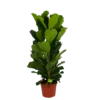 Ficus Lyrata - Tabaksplant - Toef - P35 H150 - Kamerplant -Plantenboeket Winkel ficus lyrata tabaksplant toef p35 h150 1