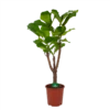 Ficus Lyrata Vertakt - Tabaksplant - P27 H140 - Kamerplant -Plantenboeket Winkel ficus lyrata vertakt tabaksplant p27 h140 kamerplant 1