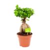 Ficus Microcarpa Ginseng - Bonsai - P17 H40 - Kamerplant -Plantenboeket Winkel ficus microcarpa ginseng bonsai p17 h40 1