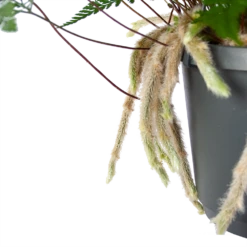 Humata Tyermannii - In Hangpot - P17 H30 - Kamerplant -Plantenboeket Winkel humata tyermannii in hangpot p17 h30 6