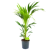 Kentiapalm - Howea Forsteriana - P21 H100 - Kamerplant -Plantenboeket Winkel kentiapalm howea forsteriana p21 h100 4