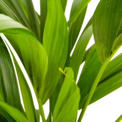 Kentiapalm - Howea Forsteriana - P21 H100 - Kamerplant 6 Kentiapalm - Howea Forsteriana - P21 H100 - Kamerplant -Plantenboeket Winkel kentiapalm howea forsteriana p21 h100 5
