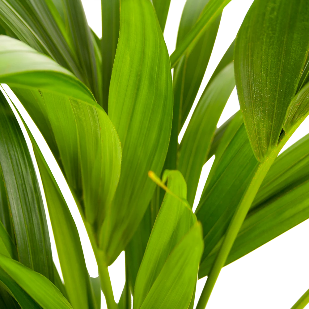 Kentiapalm - Howea Forsteriana - P21 H100 - Kamerplant 4 Kentiapalm - Howea Forsteriana - P21 H100 - Kamerplant - Afbeelding 2