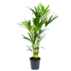Kentiapalm - Howea Forsteriana - P24 H140 - Kamerplant -Plantenboeket Winkel kentiapalm howea forsteriana p24 h140 1 1