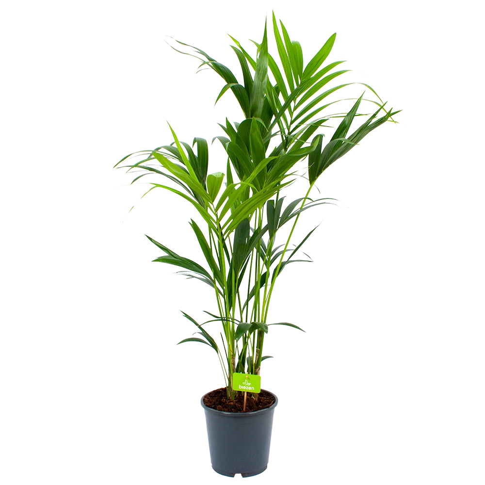 Kentiapalm - Howea Forsteriana - P24 H140 - Kamerplant 3 Kentiapalm - Howea Forsteriana - P24 H140 - Kamerplant