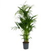 Kentiapalm - Howea Forsteriana - P27 H170 - Kamerplant -Plantenboeket Winkel kentiapalm howea forsteriana p27 h170 1