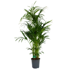 Kentiapalm - Howea Forsteriana - P27 H170 - Kamerplant -Plantenboeket Winkel kentiapalm howea forsteriana p27 h170 4