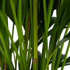 Kentiapalm - Howea Forsteriana - P27 H170 - Kamerplant -Plantenboeket Winkel kentiapalm howea forsteriana p27 h170 5