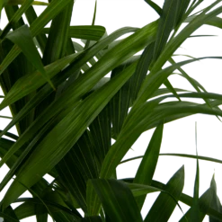 Kentiapalm - Howea Forsteriana - P27 H170 - Kamerplant -Plantenboeket Winkel kentiapalm howea forsteriana p27 h170 6