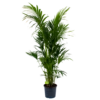 Kentiapalm - Howea Forsteriana - P32 H200 - Kamerplant -Plantenboeket Winkel kentiapalm howea forsteriana p32 h200 1 1