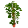 Monstera Deliciosa Op Mosstok - Gatenplant - P24 H150 - Kamerplant 1 Monstera Deliciosa Op Mosstok - Gatenplant - P24 H150 - Kamerplant -Plantenboeket Winkel monstera deliciosa op mosstok gatenplant p24 h150 1