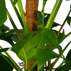 Monstera Deliciosa Op Mosstok - Gatenplant - P24 H150 - Kamerplant 10 Monstera Deliciosa Op Mosstok - Gatenplant - P24 H150 - Kamerplant -Plantenboeket Winkel monstera deliciosa op mosstok gatenplant p24 h150 6