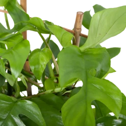 Monstera Minima Met Rekje Gatenplant P17 H65 - Kamerplant -Plantenboeket Winkel monstera minima rekje gatenplant p17 h65 5