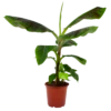 Musa Dwarf Cavendish - Bananenplant - P21 H90 - Kamerplant -Plantenboeket Winkel musa dwarf cavendish bananenplant p21 h90 4