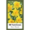 NarcissusNarcissus Geel - 100st - Bloembollen - JUB Holland -Plantenboeket Winkel narcissusnarcissus geel 100st bloembollen jub holland 1 1