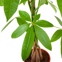 Pachira Aquatica - Geldboom - P19 H80 - Kamerplant 6 Pachira Aquatica - Geldboom - P19 H80 - Kamerplant -Plantenboeket Winkel pachira aquatica geldboom p19 h80 5