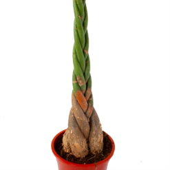 Pachira Aquatica - Geldboom - P27 H150 - Kamerplant -Plantenboeket Winkel pachira aquatica geldboom p27 h150 5