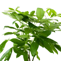 Pachira Aquatica - Geldboom - P27 H150 - Kamerplant -Plantenboeket Winkel pachira aquatica geldboom p27 h150 6
