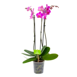 3 Taks Phalaenopsis Evolution - Vlinderorchidee - P12 H60 - Kamerplant