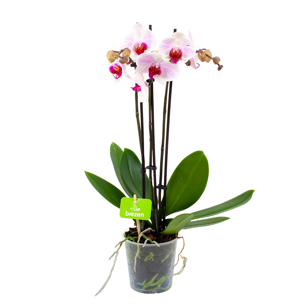 3 Taks Phalaenopsis Denver - Vlinderorchidee - P12 H60 - Kamerplant 3 3 Taks Phalaenopsis Denver - Vlinderorchidee - P12 H60 - Kamerplant