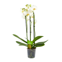 3 Taks Phalaenopsis Lighthouse - Vlinderorchidee - P12 H60 - Kamerplant