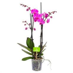 4 Taks Phalaenopsis Evolution - Vlinderorchidee - P12 H60 - Kamerplant