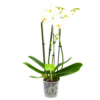 4 Taks Phalaenopsis Lighthouse - Vlinderorchidee - P12 H60 - Kamerplant