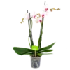 4 Taks Phalaenopsis Denver - Vlinderorchidee - P12 H60 - Kamerplant 2 4 Taks Phalaenopsis Denver - Vlinderorchidee - P12 H60 - Kamerplant -Plantenboeket Winkel phalaenopsis vlinderorchidee 4 taks p12cm h60cm wit roze 4