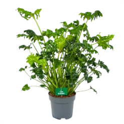 Philodendron Atlantis - P21 H75 - Kamerplant