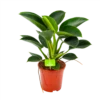 Philodendron Green Princess - P17 H50 - Kamerplant 2 Philodendron Green Princess - P17 H50 - Kamerplant -Plantenboeket Winkel philodendron green princess p17 h50 1 1