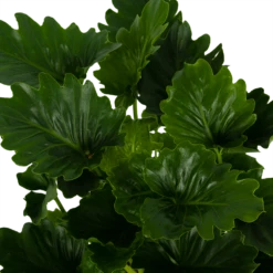 Philodendron Grizzly - P21 H55 - Kamerplant -Plantenboeket Winkel philodendron grizzly p21 h55 6