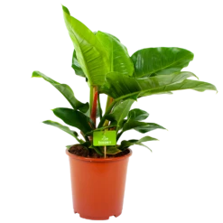 Philodendron Imperial Green - P19 H60 - Kamerplant