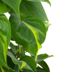Philodendron Scandens Brasil Op Mosstok - P17 H75 - Kamerplant 8 Philodendron Scandens Brasil Op Mosstok - P17 H75 - Kamerplant -Plantenboeket Winkel philodendron scandens brasil op mosstok p17 h75 6 1